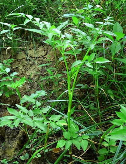 {Oenanthe javanica}